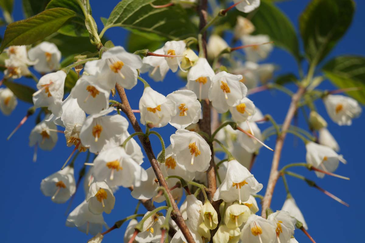 Halesia carolina solitair bloem