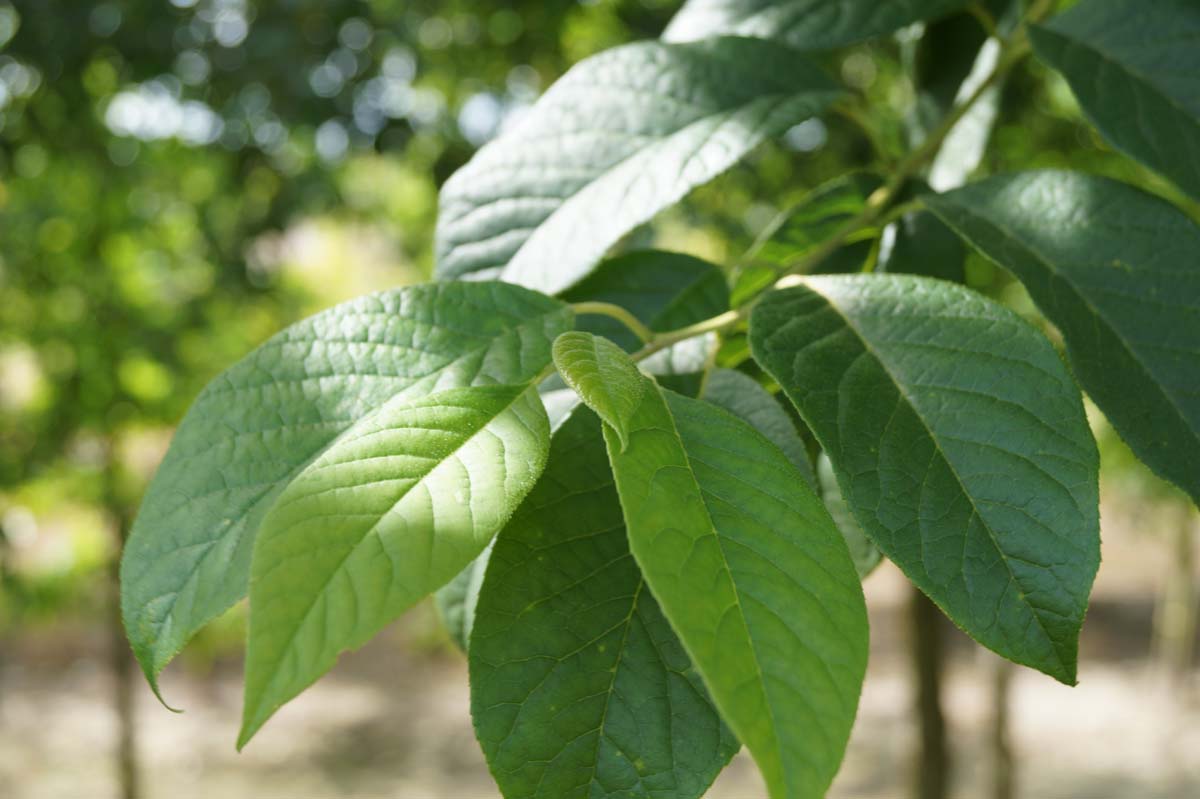 Halesia monticola solitair