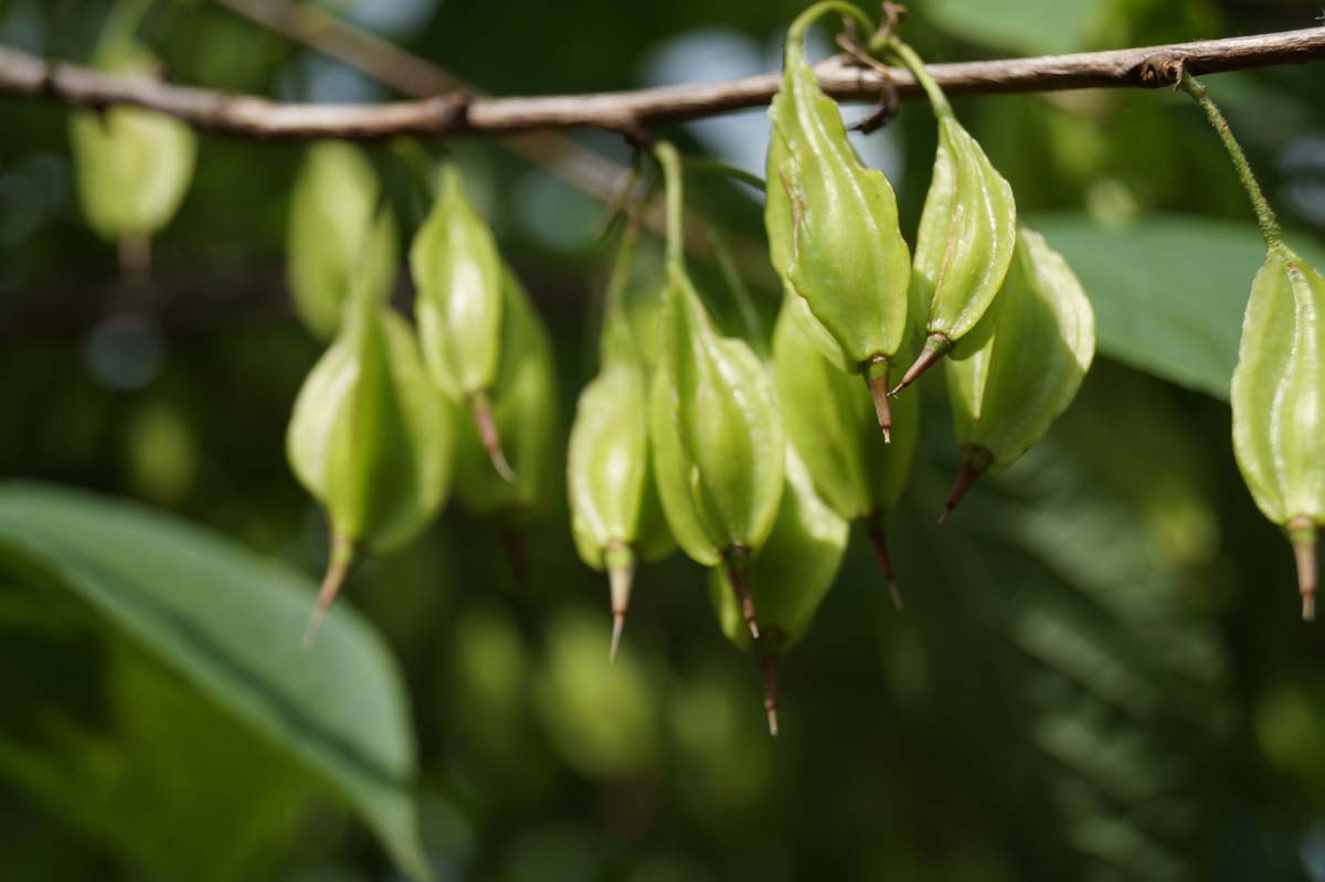 Halesia monticola solitair