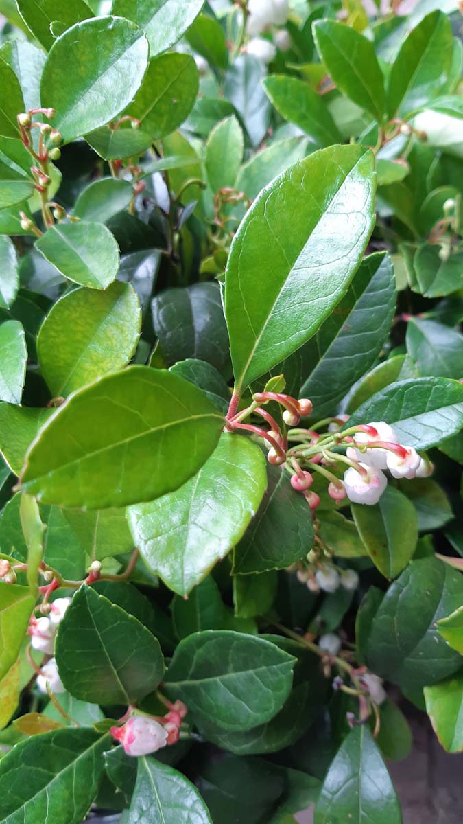 Gaultheria procumbens