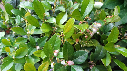 Gaultheria procumbens