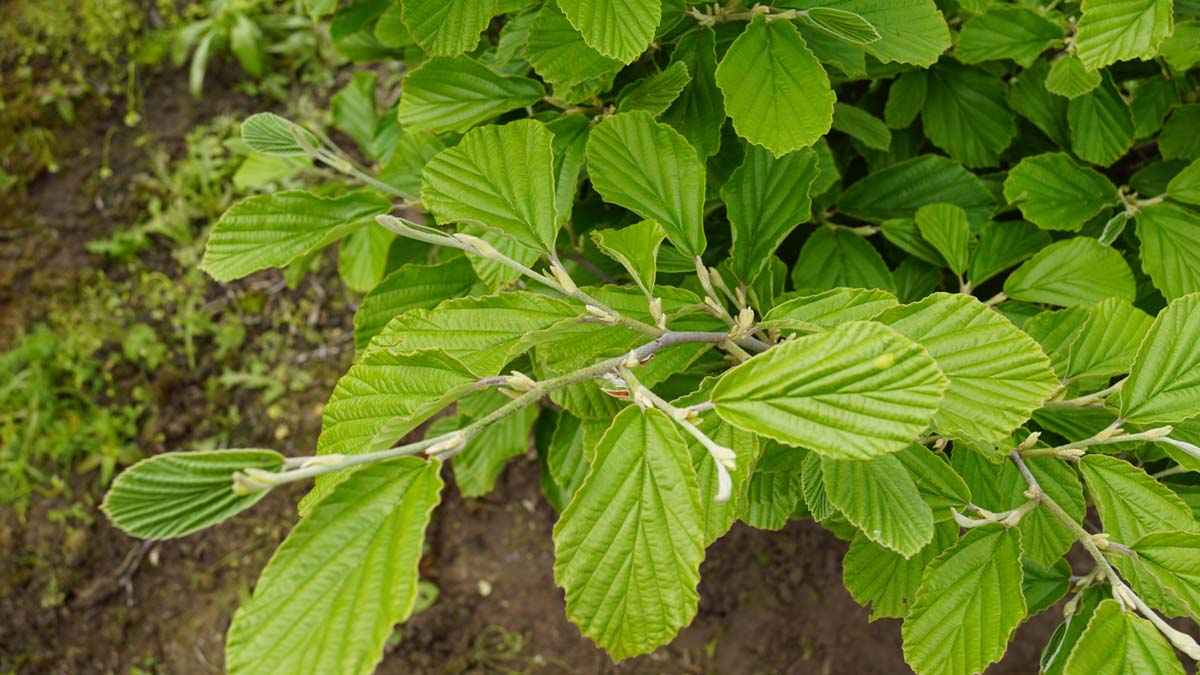 Hamamelis intermedia op stam blad