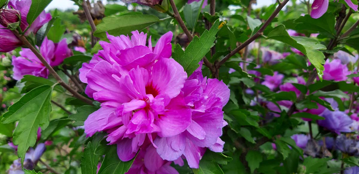 Hibiscus syriacus 'Ardens' solitair bloem