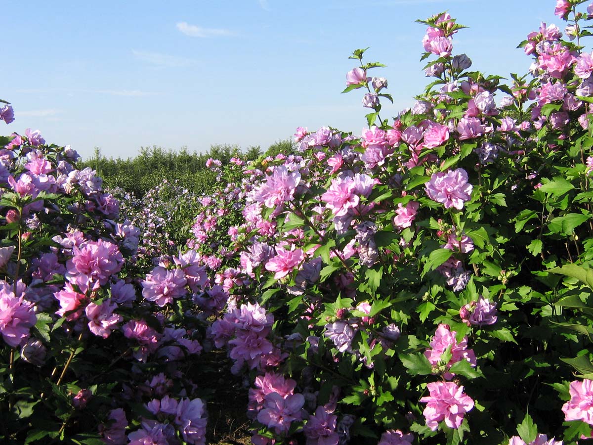 Hibiscus syriacus 'Duc de Brabant' op stam