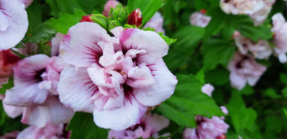 Hibiscus syriacus 'Lady Stanley' op stam