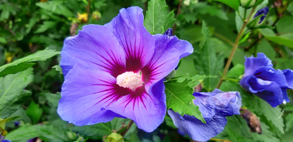 Hibiscus syriacus 'Marina' Tuinplanten