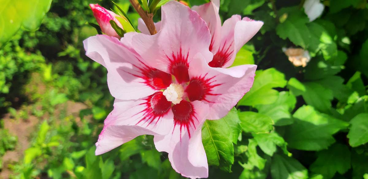 Hibiscus syriacus 'Mathilde' Tuinplanten bloem