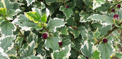 Hibiscus syriacus 'Purpureus Variegatus' op stam