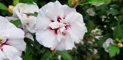 Hibiscus syriacus 'Speciosus' meerstammig / struik