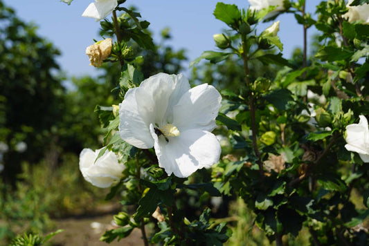 Hibiscus syriacus 'William R. Smith' Tuinplanten