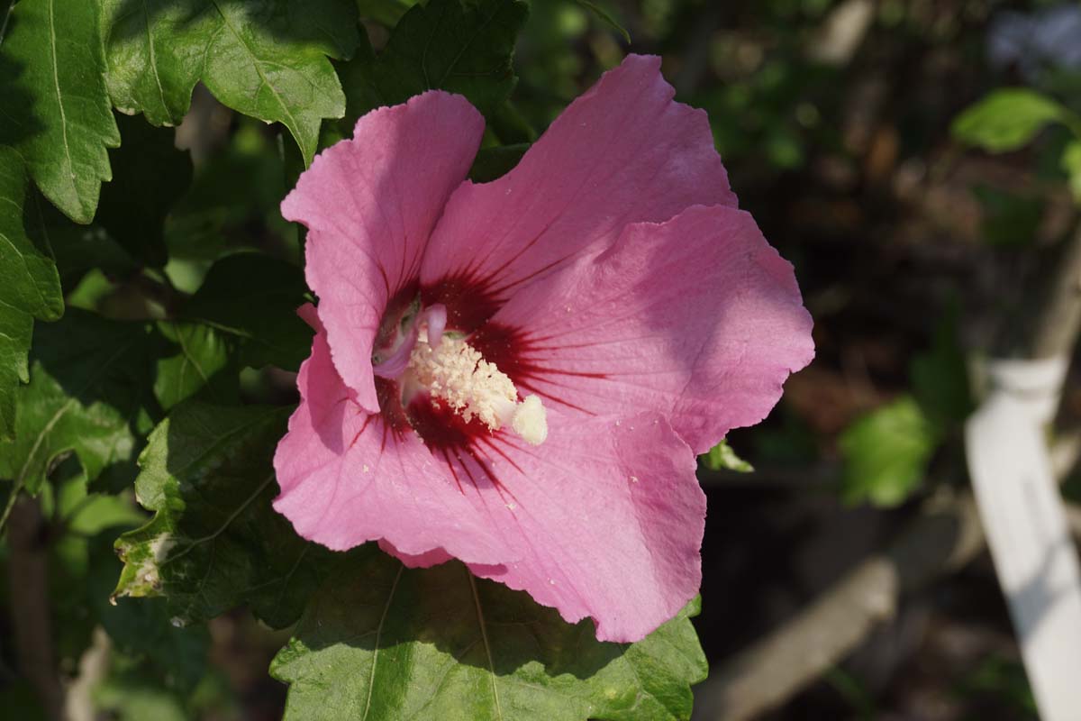 Hibiscus syriacus 'Woodbridge' meerstammig / struik