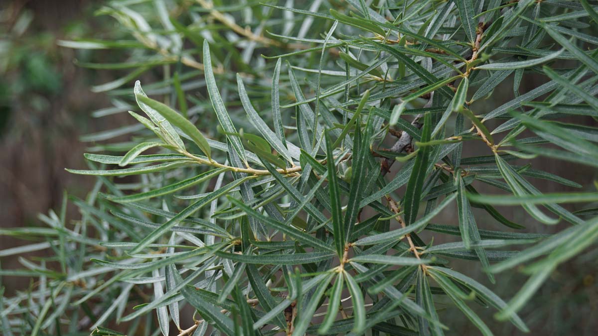 Hippophae rhamnoides op stam blad