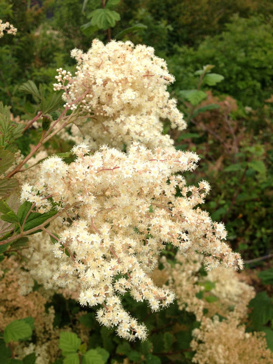 Holodiscus discolor Tuinplanten bloem