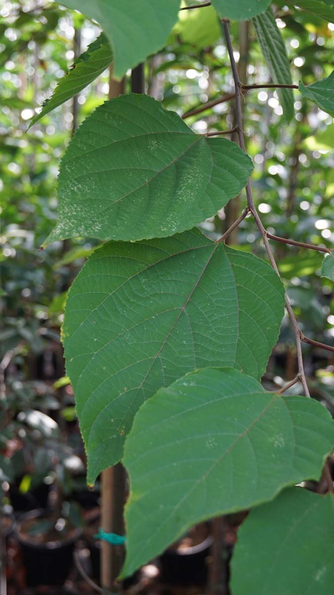 Hovenia dulcis Tuinplanten