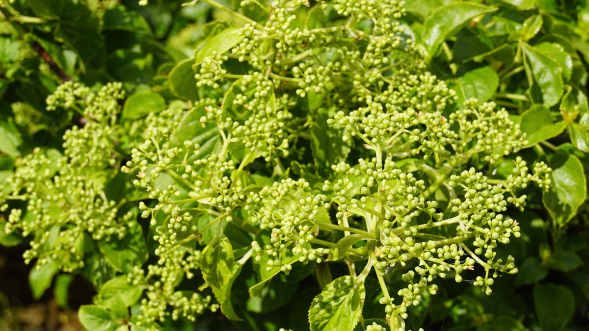 Hydrangea petiolaris Tuinplanten bloem