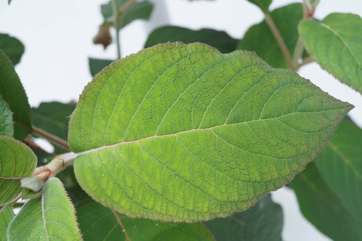 Hydrangea aspera sargentiana Tuinplanten