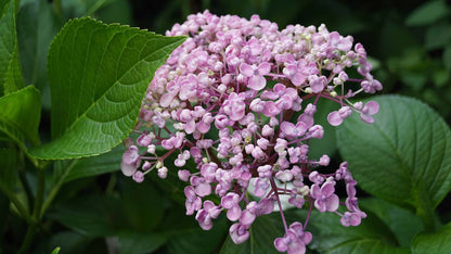 Hydrangea macrophylla 'Ayesha'