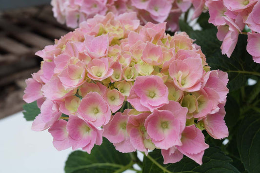 Hydrangea macrophylla 'Bodensee' Tuinplanten