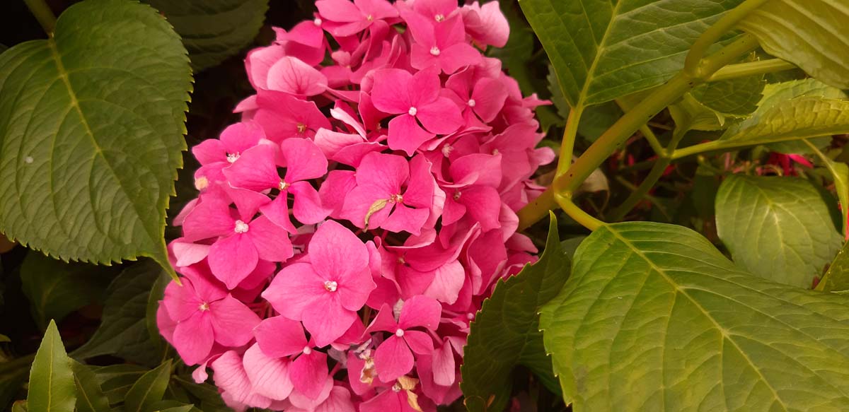 Hydrangea macrophylla 'Leuchtfeuer'