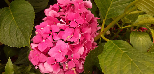 Hydrangea macrophylla 'Leuchtfeuer'