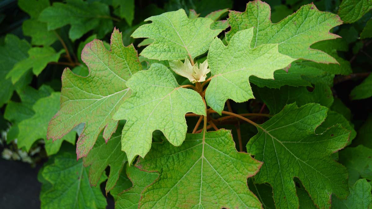 Hydrangea quercifolia meerstammig / struik blad