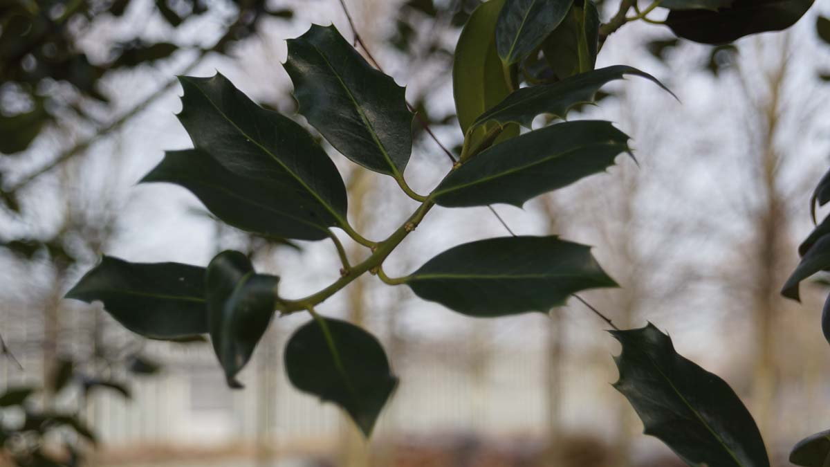 Ilex aquifolium haagplant blad