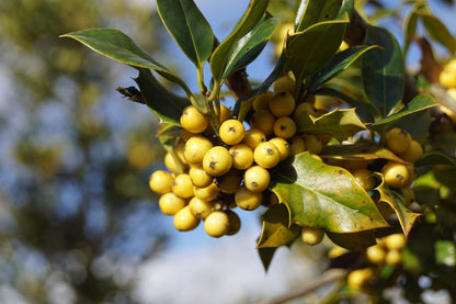 Ilex aquifolium 'Bacciflava' meerstammig / struik