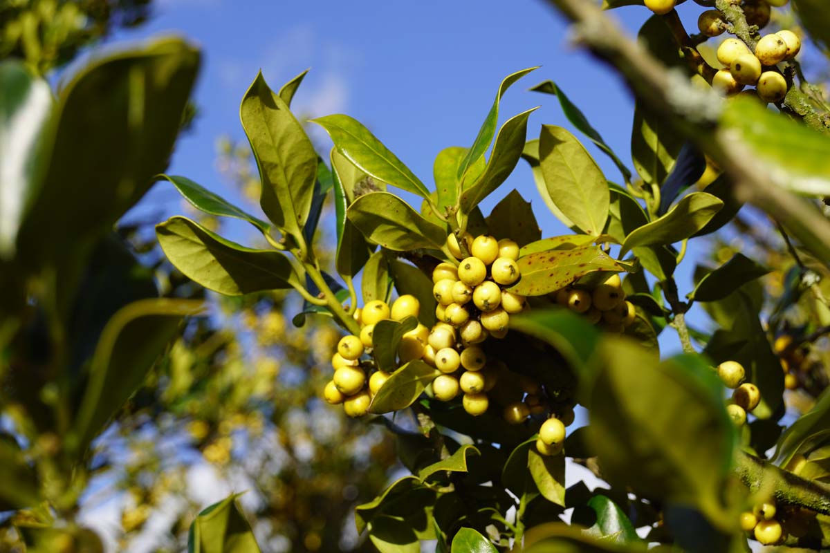 Ilex aquifolium 'Bacciflava' meerstammig / struik