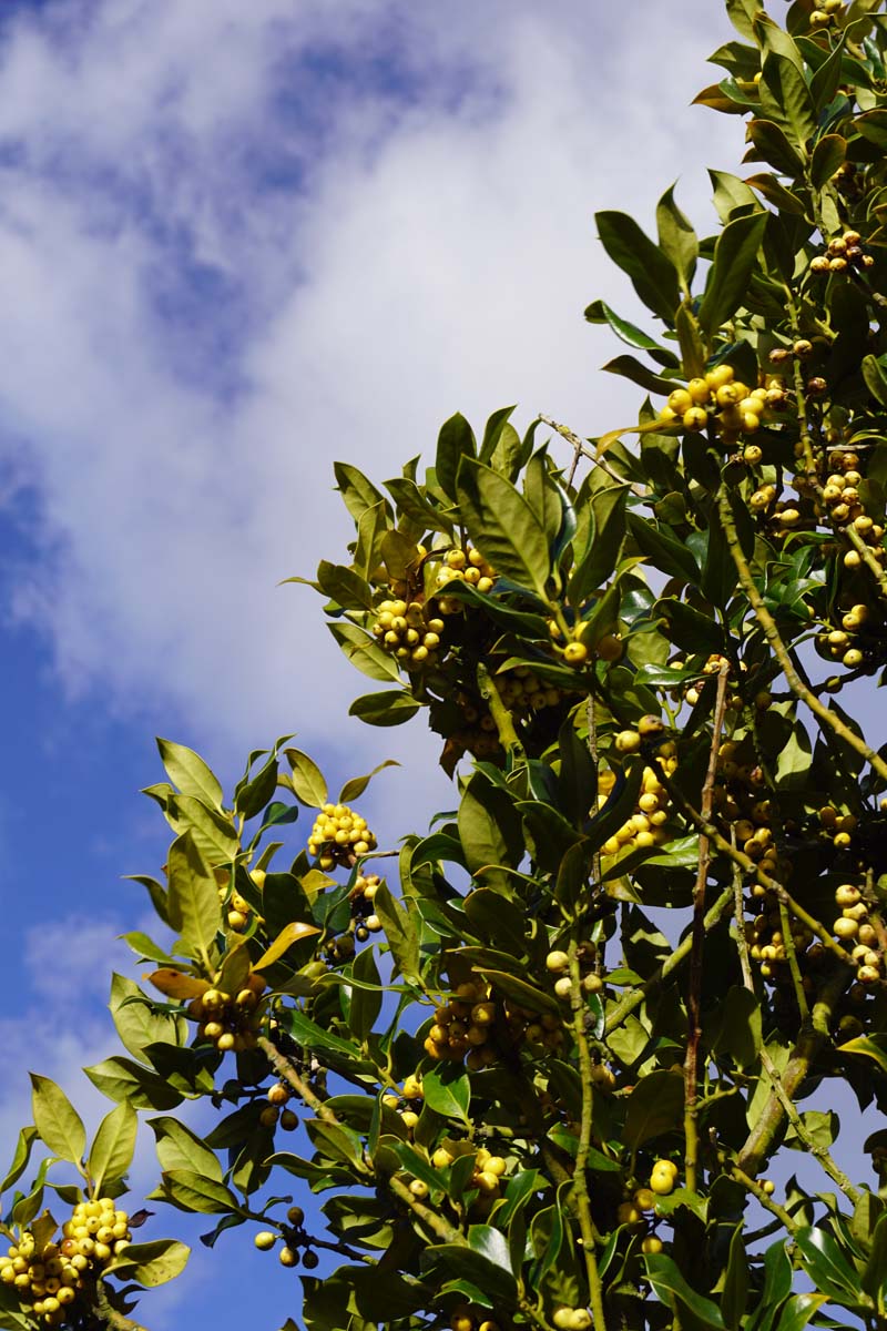 Ilex aquifolium 'Bacciflava' meerstammig / struik