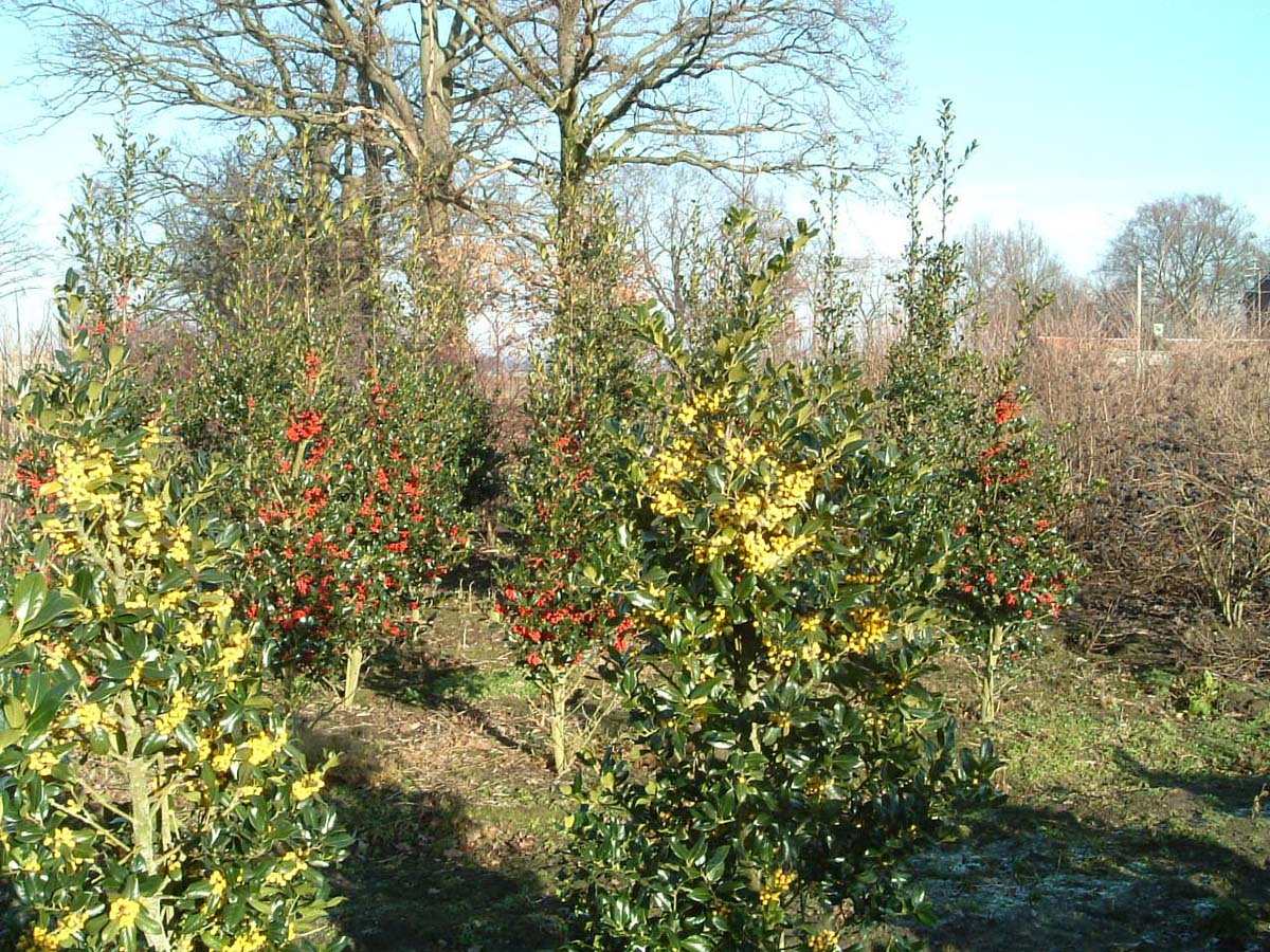 Ilex aquifolium 'Bacciflava' meerstammig / struik