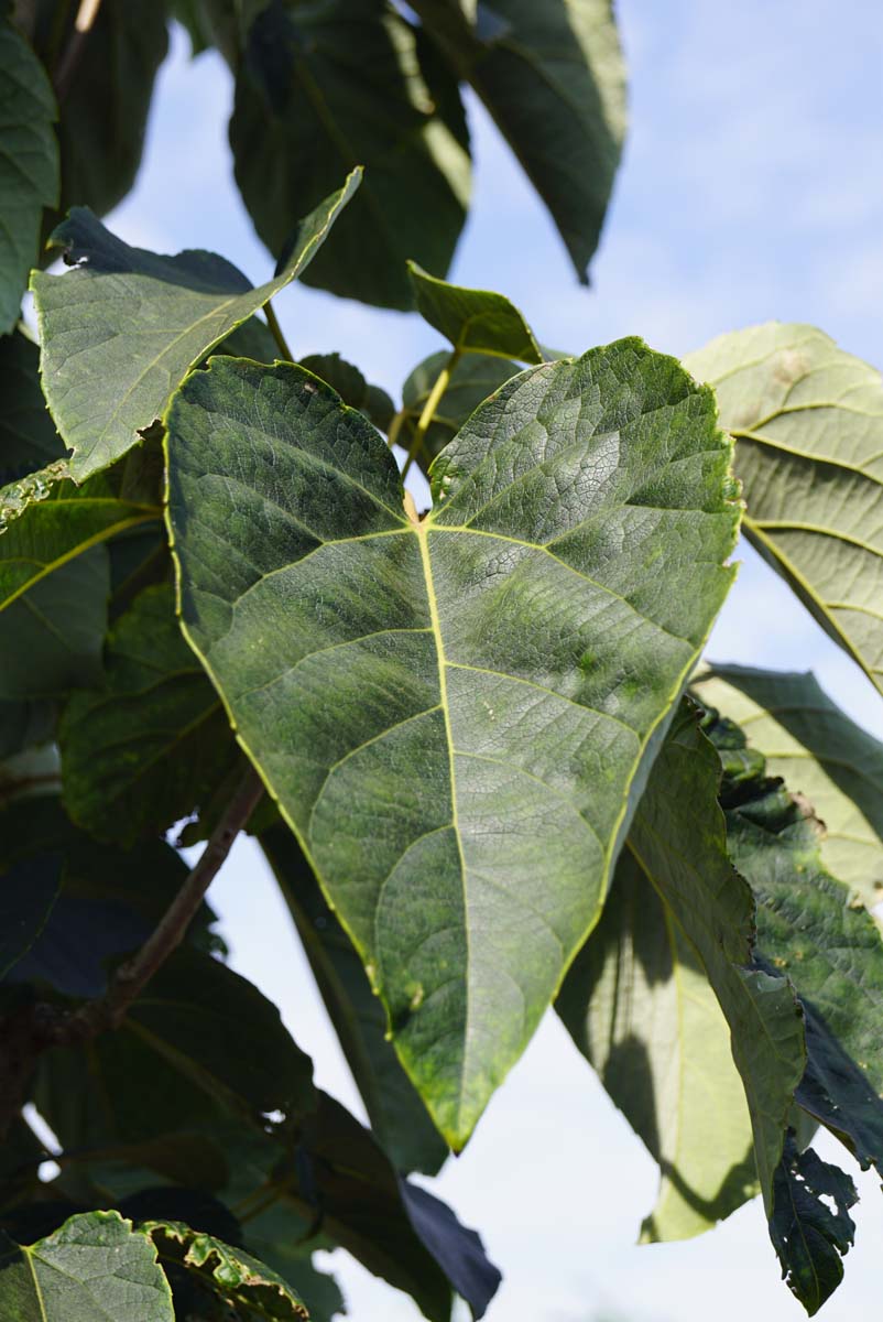 Idesia polycarpa solitair blad