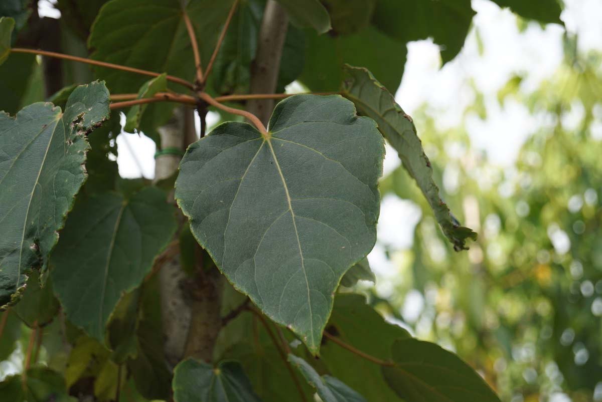 Idesia polycarpa solitair blad