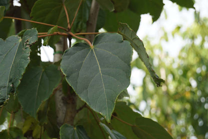 Idesia polycarpa meerstammig / struik blad