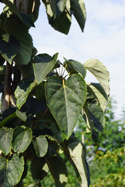 Idesia polycarpa solitair blad