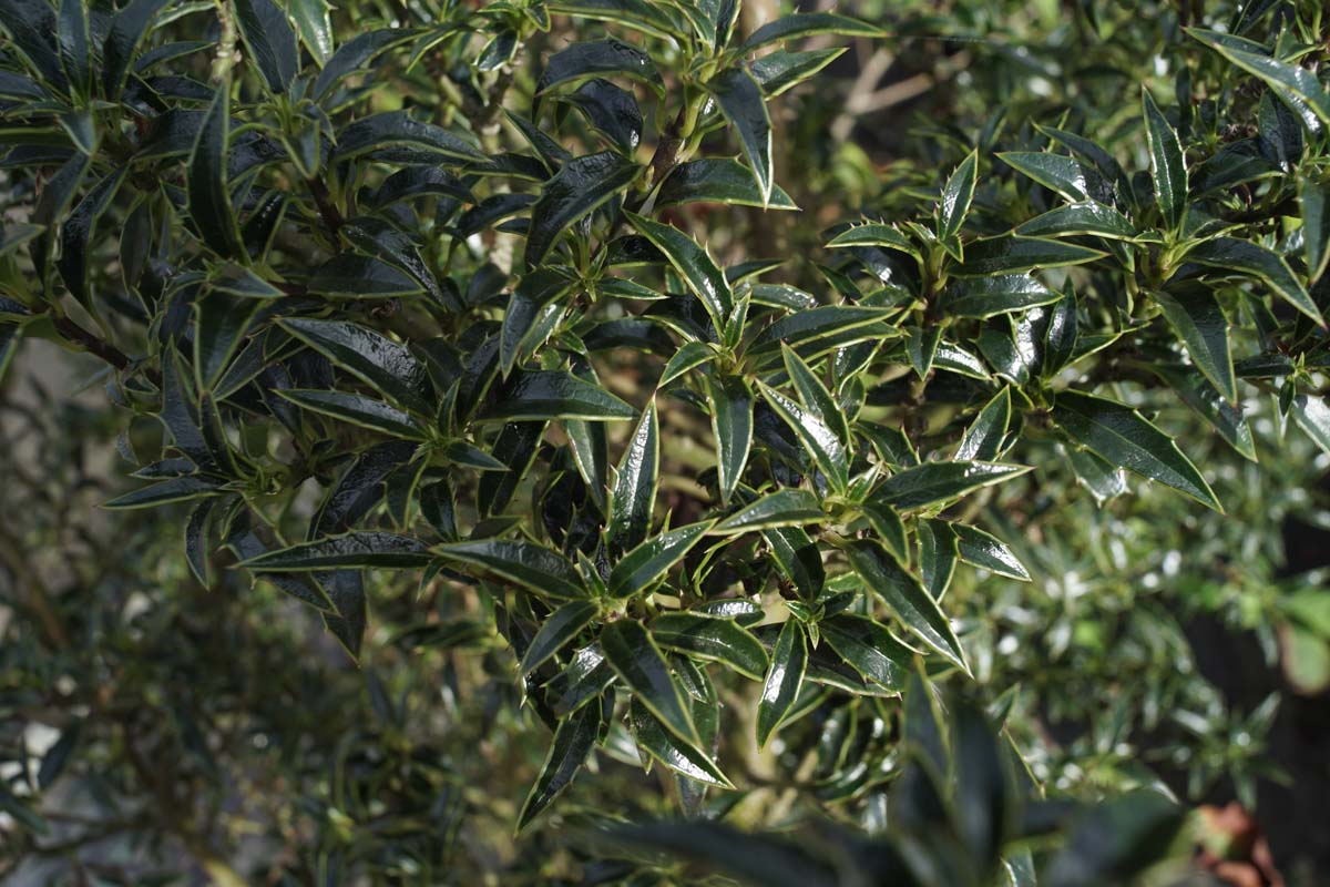 Ilex aquifolium 'Myrtifolia' meerstammig / struik