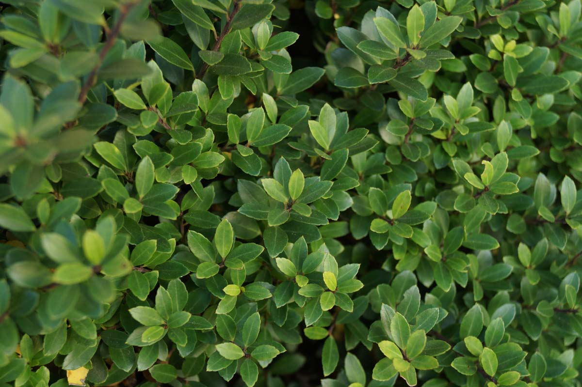 Ilex crenata Tuinplanten