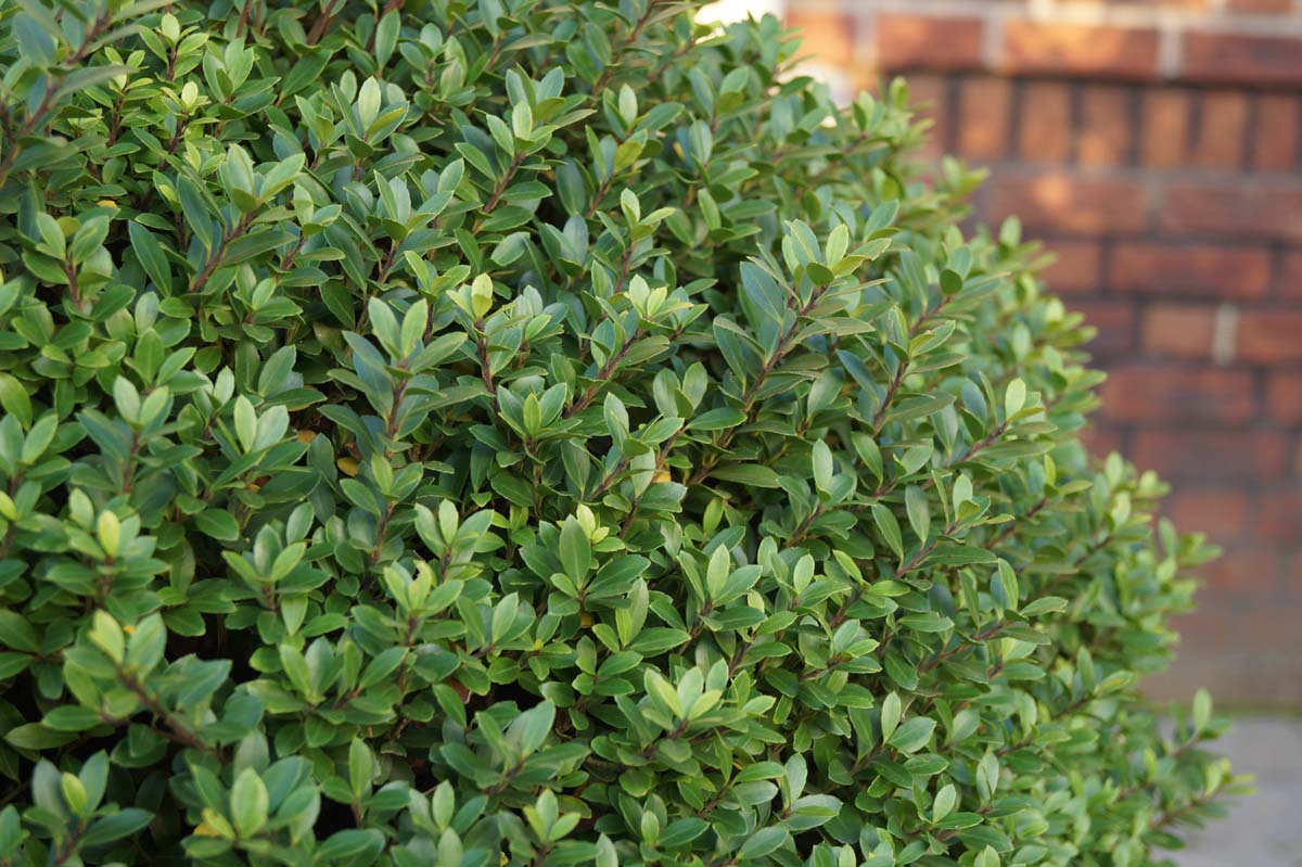 Ilex crenata Tuinplanten