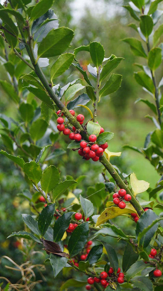 Ilex meserveae 'Blue Prince' Tuinplanten