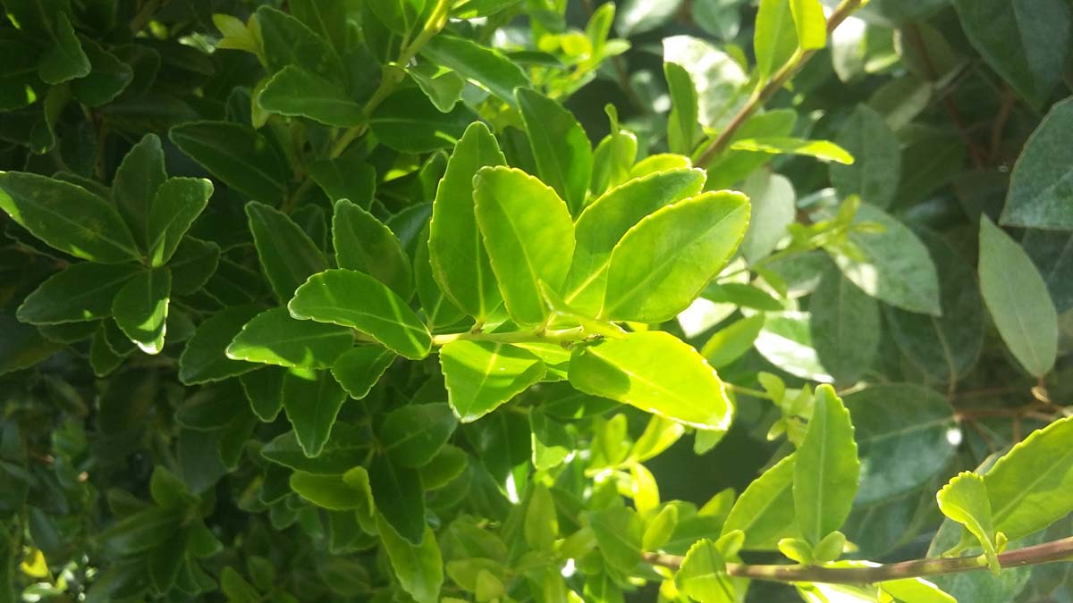 Ilex maximowicziana kanehirae haagplant