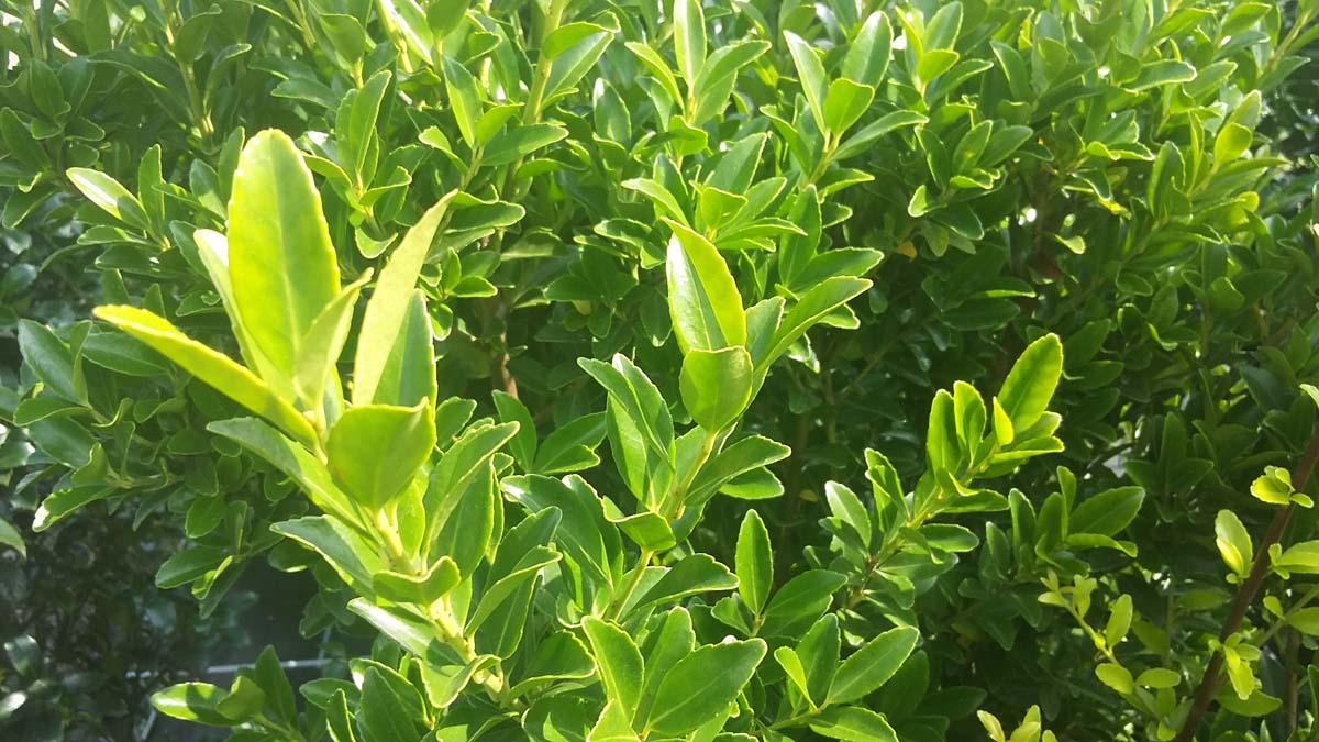 Ilex maximowicziana kanehirae haagplant