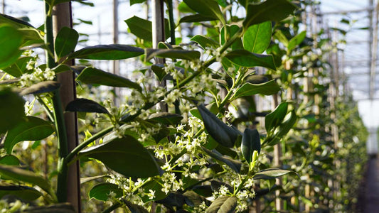 Ilex 'Nellie R. Stevens' Tuinplanten bloesem