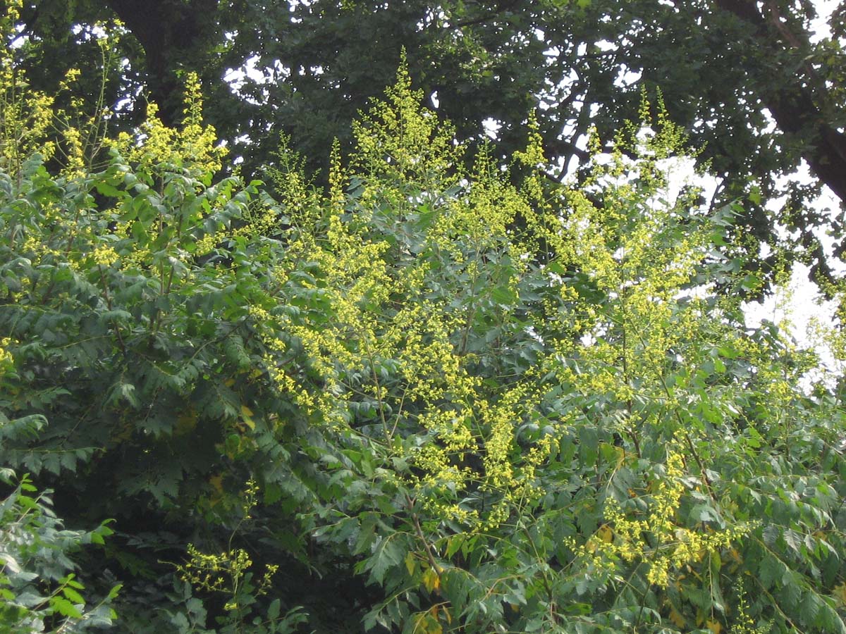 Koelreuteria paniculata solitair bloesem