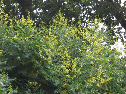 Koelreuteria paniculata op stam bloesem