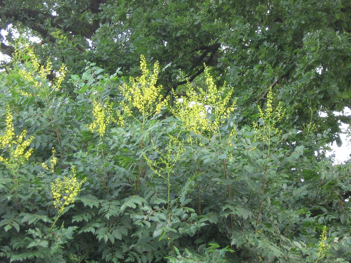 Koelreuteria paniculata solitair bloem