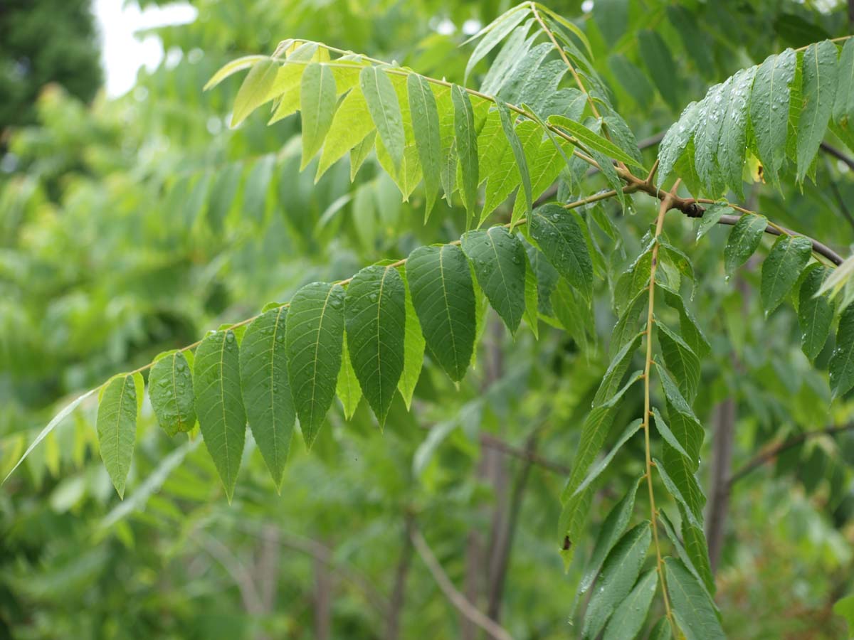 Juglans nigra solitair