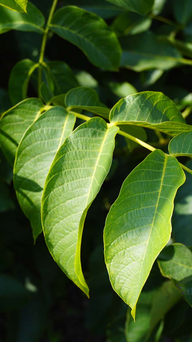 Juglans regia op stam blad