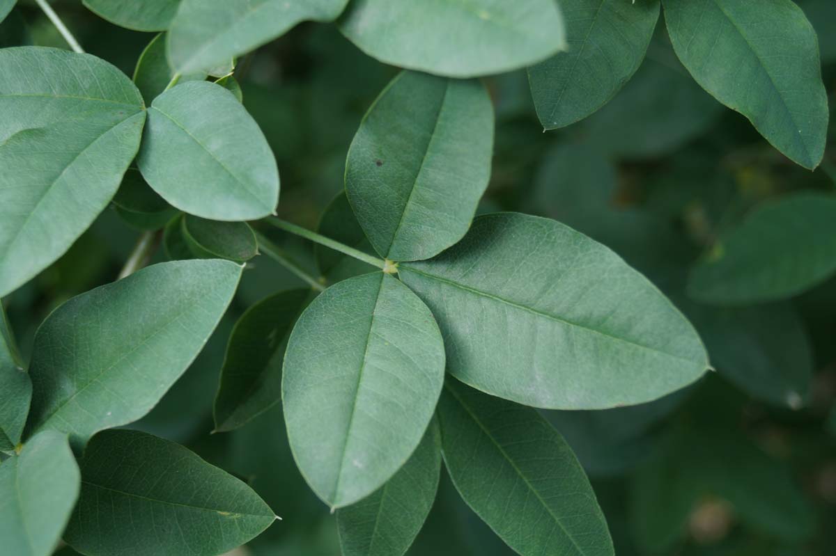 Laburnum anagyroides haagplant blad