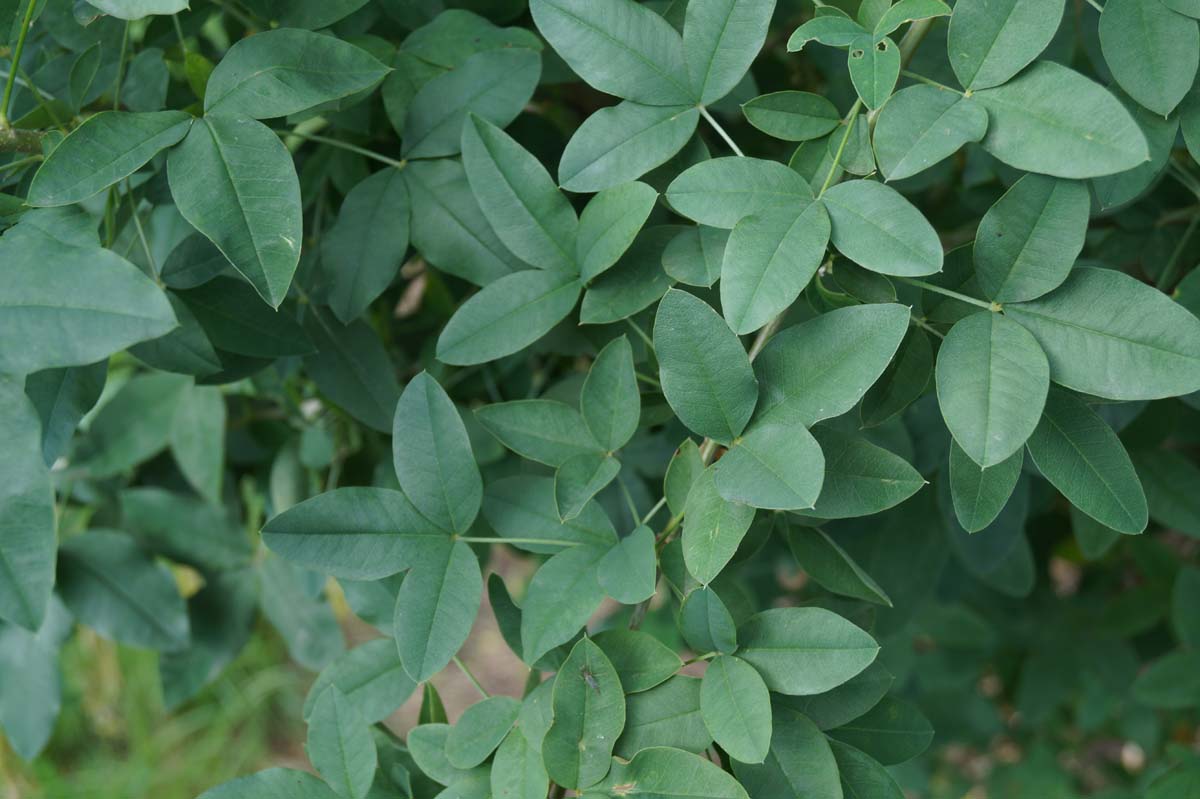 Laburnum anagyroides solitair blad