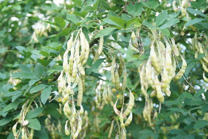 Laburnum anagyroides haagplant zaaddoos