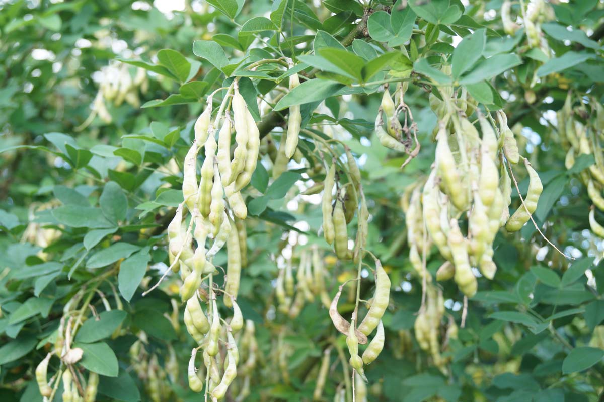 Laburnum anagyroides solitair zaaddoos